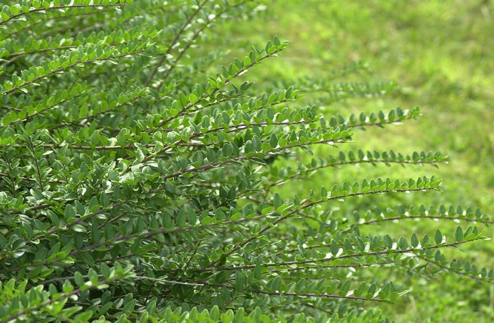 Lonicera nitida Maigrn, Strauch-Heckenkirsche - Park der Gaerten