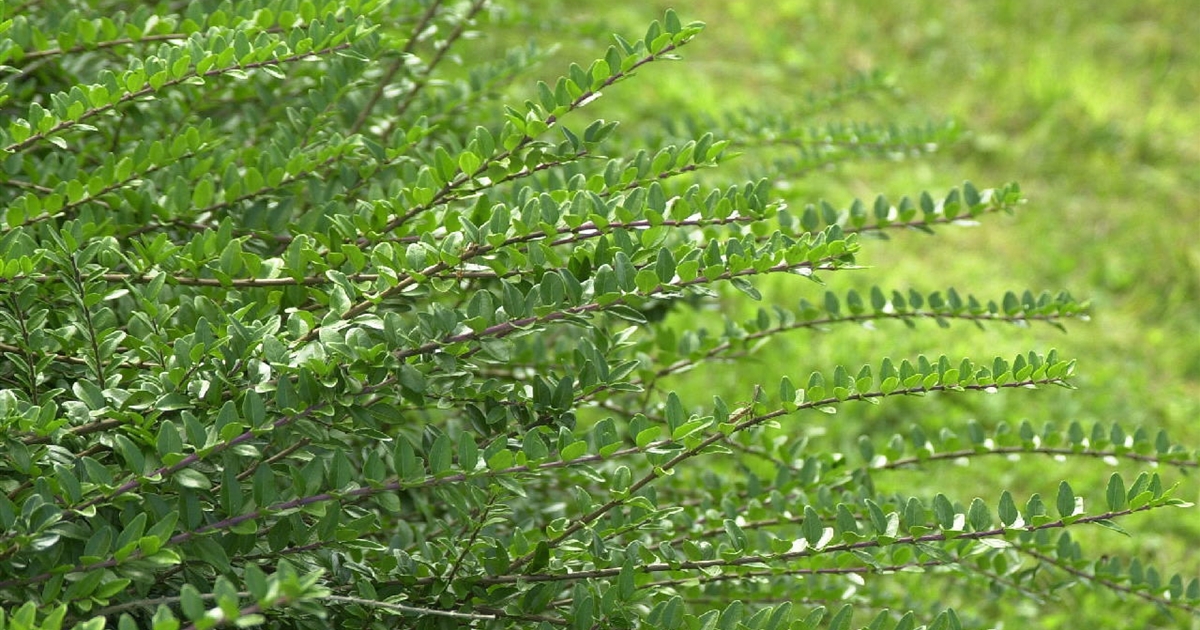 Lonicera nitida Maigrn, Strauch-Heckenkirsche - Park der Gaerten