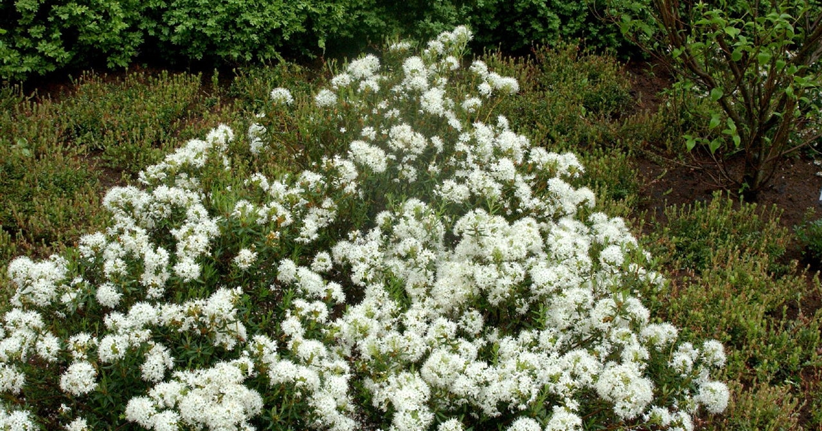 Ledum palustre, Sumpfporst - Park der Gaerten