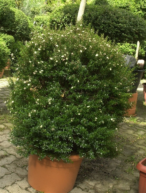 eukalyptus zimmerpflanze kaufen Kaufen Sie jetzt Baum Eukalyptus Eucalyptus gunnii Grün-Grau-Weiß -  Winterhart kaufen main image 0