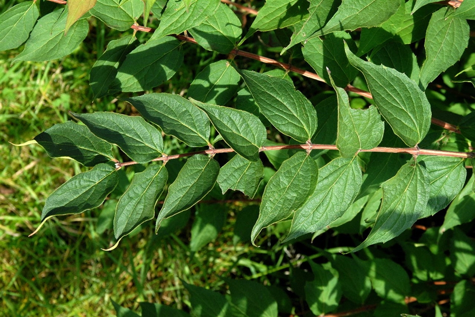 ysop dngen Saatgut Ysop Bio - Hyssopus officinalis