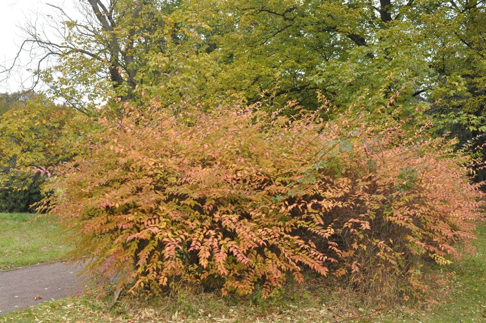Kolkwitzia amabilis, Kolkwitzie - Park der Gaerten