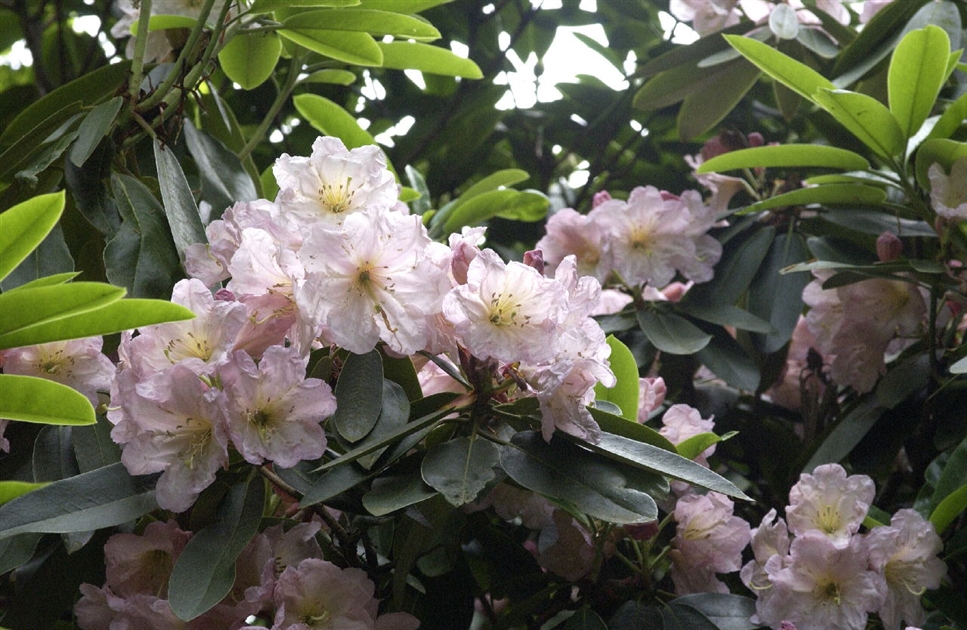 rhododendron luteum soir de paris Azalea Lut Soir De Paris 4.6 Litre Pot — Grasslands Nursery main image 1