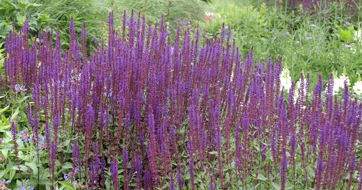 Salvia nemorosa Caradonna, SteppenSalbei, Steppensalbei Park der Gaerten