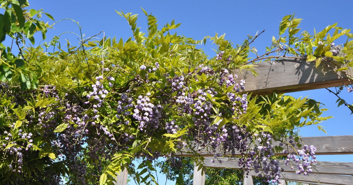 Wisteria floribunda Violacea Plena, Blauregen - Park der Gaerten