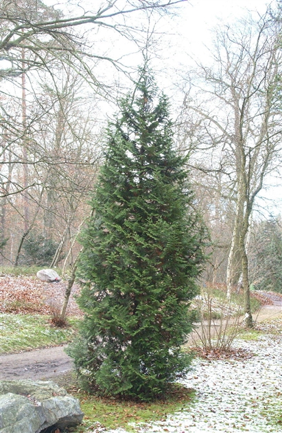 schnellwachsende zimmerpflanze Hedera Hibernica kaufen? Schnellwachsender Efeu  NatureNest