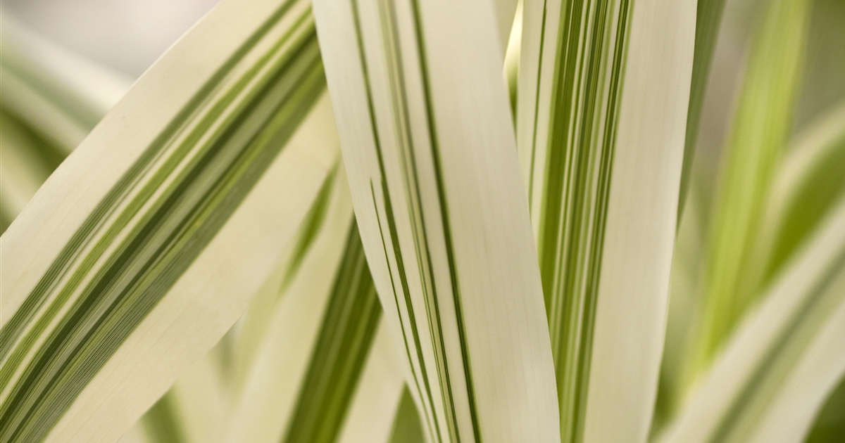 Arundo donax Variegata, Weibuntes Pfahlrohr 'Variegata', Buntblttriges  Pfahlrohr - Park der Gaerten
