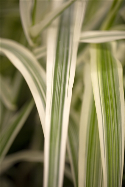 Arundo donax Variegata, Weibuntes Pfahlrohr 'Variegata', Buntblttriges  Pfahlrohr - Park der Gaerten