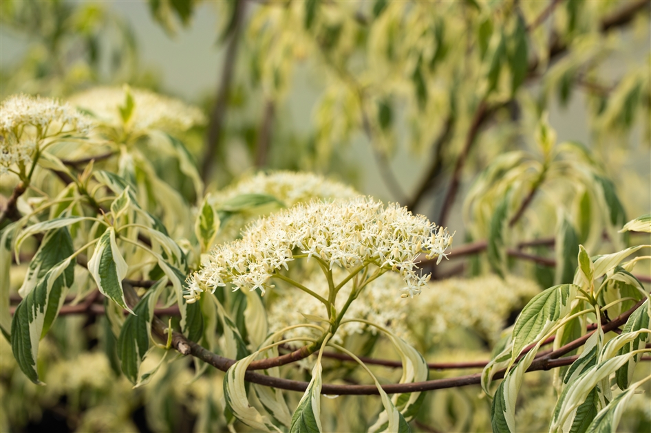 Cornus alternifolia Variegata, Niedriger Weibunter Etagen-Hartriegel ' Argentea', Wechselblttriger Hartriegel - Park der Gaerten