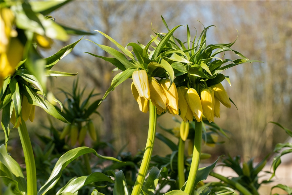 Kaiserkrone Blumenzwiebel Fritillaria Imperialis Rubra – 1 Stück, Zwiebelumfang 18/20 Cm