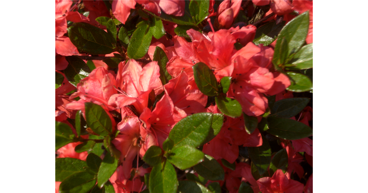 rhododendron wachstum pro jahr Rhododendron Dünger von Flora Boost main image 1