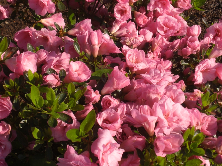 Rhododendron obtusum-Hybride 'Scotian Rosebud', Japanische Azalee - Park  der Gaerten
