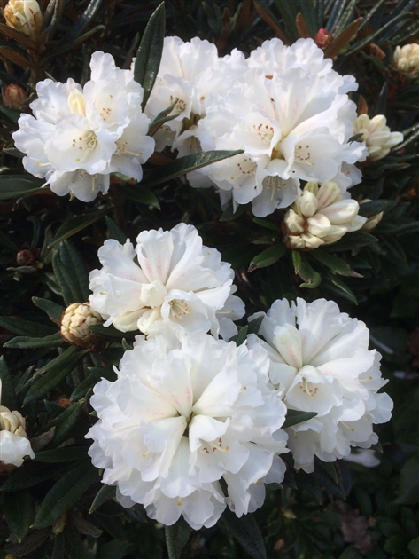 Rhododendron roxieanum var. oreonastes, Alpenrose - Park der Gaerten