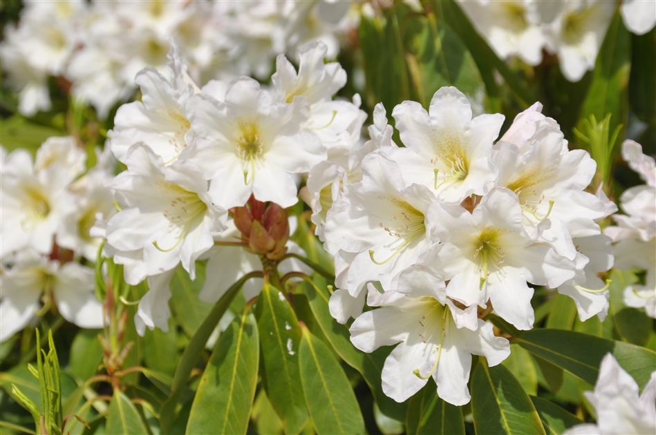 Rhododendron Groblumige Hybride INKARHO Dufthecke wei, Alpenrose - Park  der Gaerten