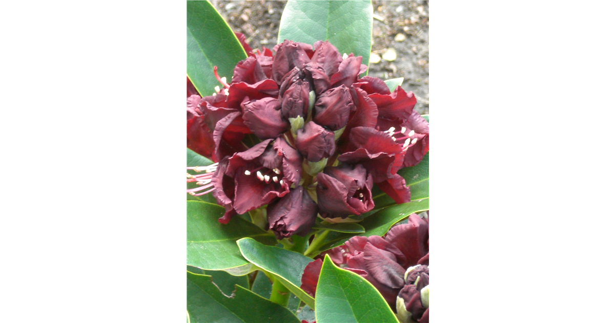 rhododendron bittersalz Nova Zembla Rhododendron