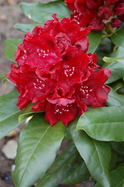 Rhododendron Groblumige Hybride Cherry Kiss, Alpenrose - Park der Gaerten