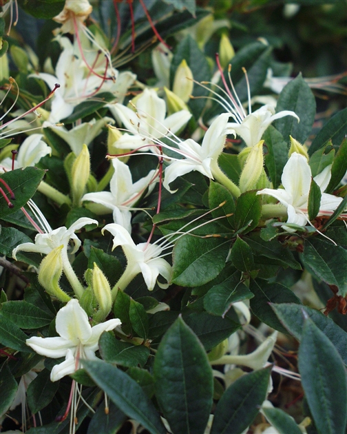 Rhododendron Hybride 'June Jubilee', Azalee - Park der Gaerten