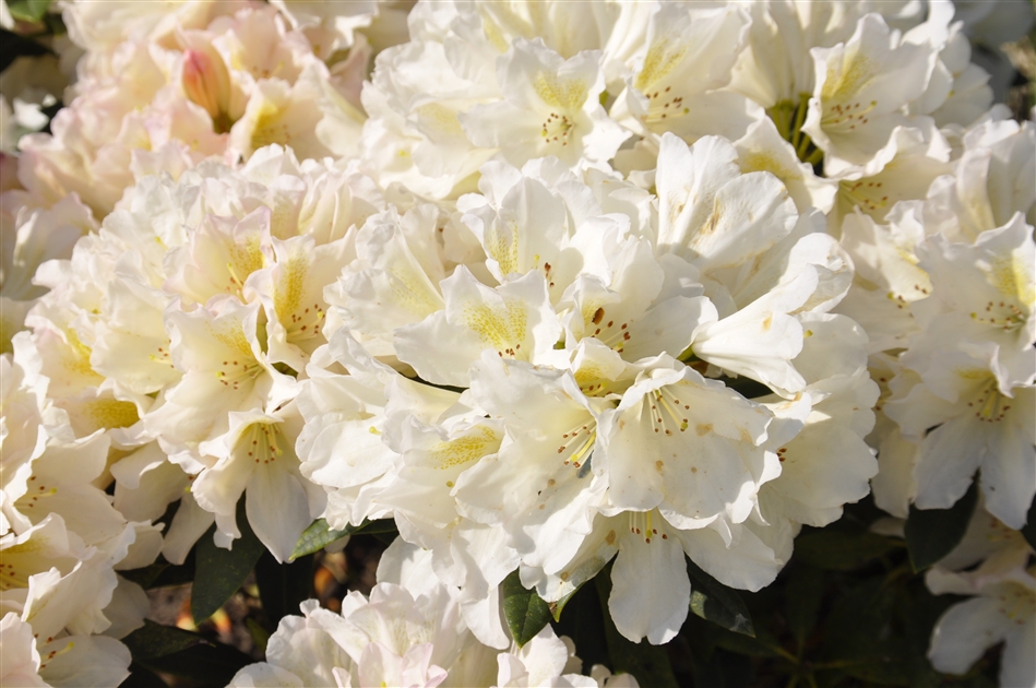 Rhododendron 'Chateau de Villandry', Alpenrose - Park der Gaerten