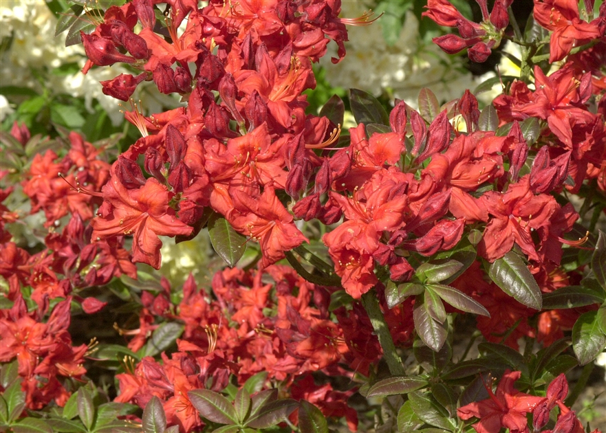 Rhododendron Knap Hill - Azalee Fireball, Azalee - Park der Gaerten