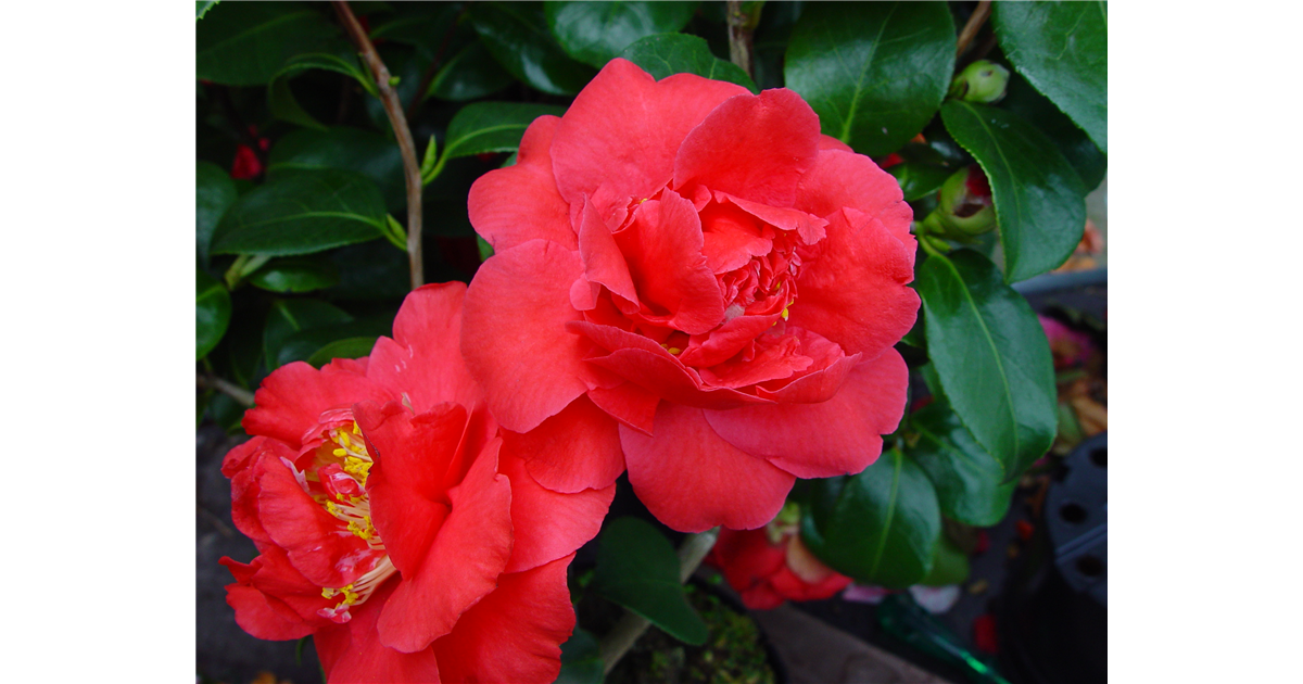 beaucarnea elefantenfu Elefantenfu (Beaucarnea recurvata) kaufen