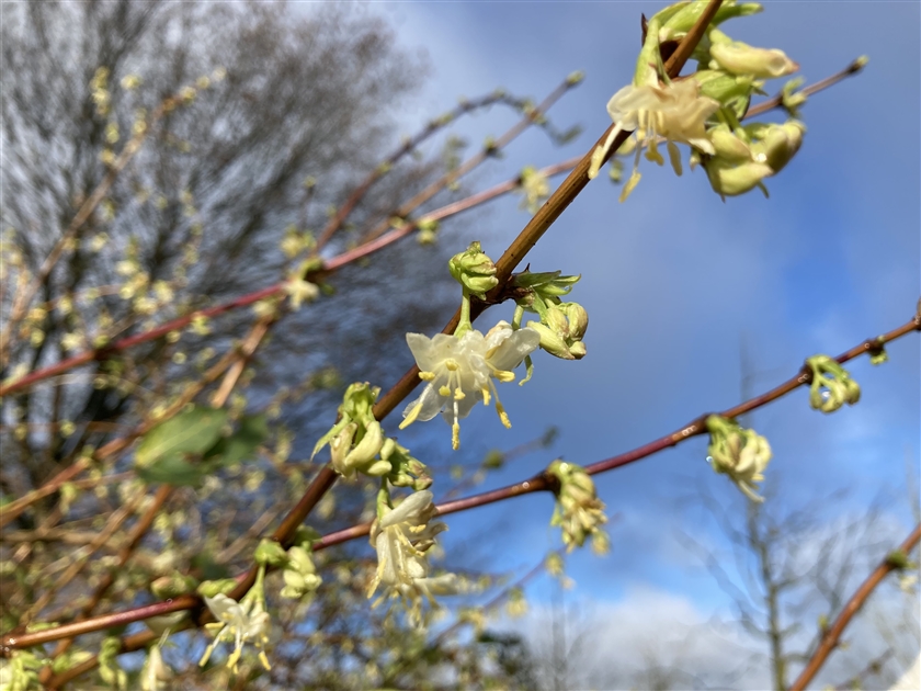 Lonicera purpusii, Winter-Heckenkirsche - Park der Gaerten
