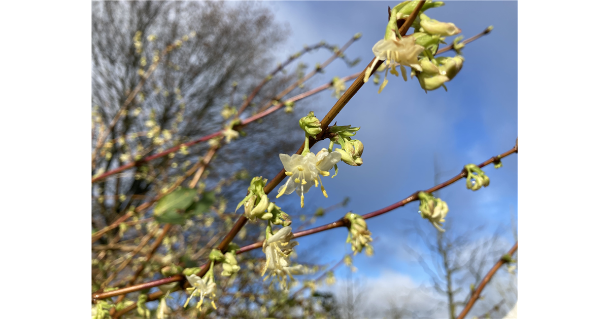 Lonicera purpusii, Winter-Heckenkirsche - Park der Gaerten