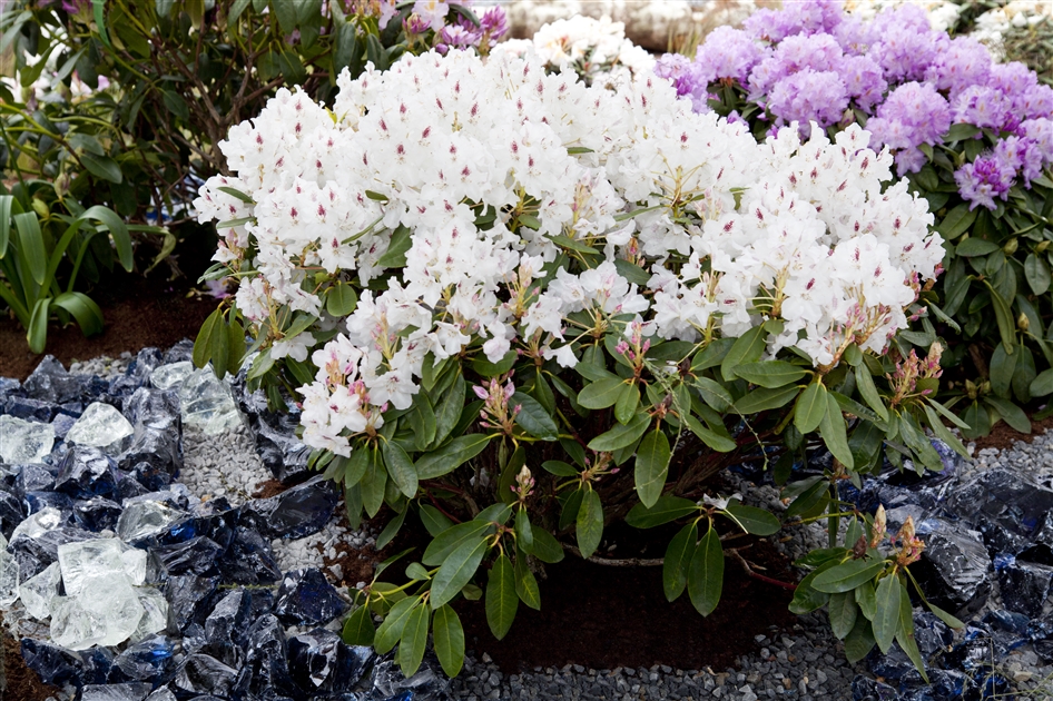 rhododendron zembla Nova Zembla Rhododendron main image 1