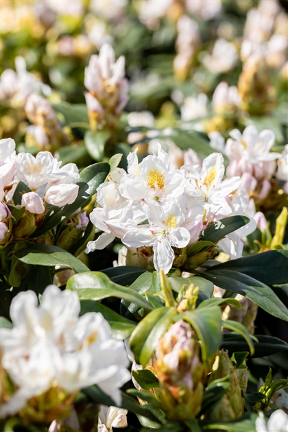 Rhododendron 'Madame Masson', Groblumige Rhododendron-Hybride 'Madame  Masson' - Park der Gaerten
