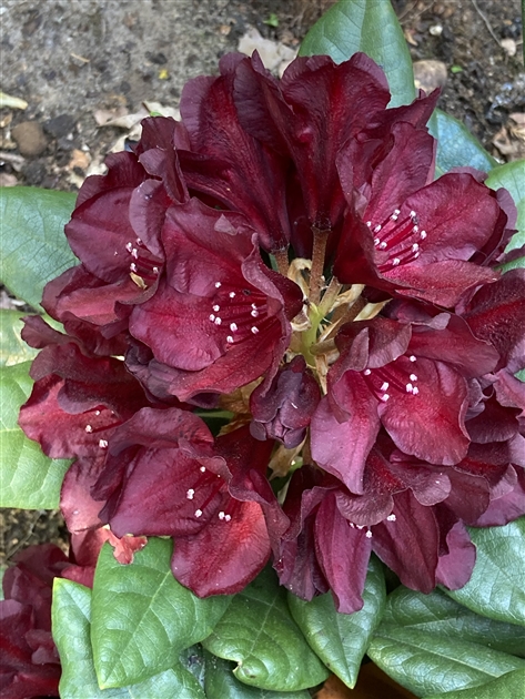 Rhododendron 'Black Widow' - Park der Gaerten