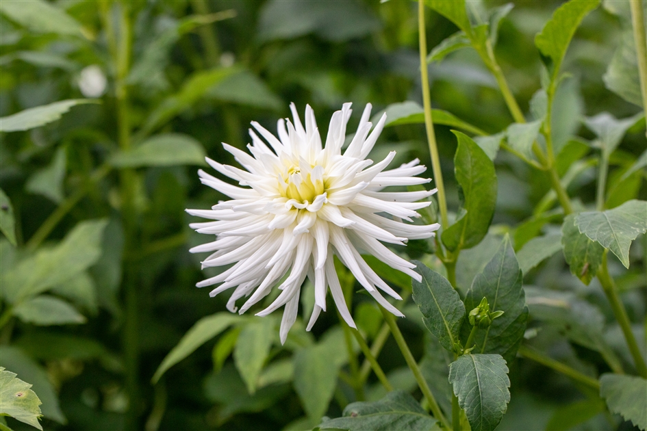 Dahlia 'Tu-tu', Semi-Kaktus-Dahlie 'Tu-tu' - Park der Gaerten