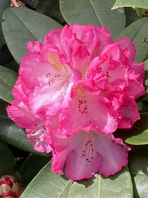 Rhododendron Groblumige Hybride Saskia, Alpenrose - Park der Gaerten
