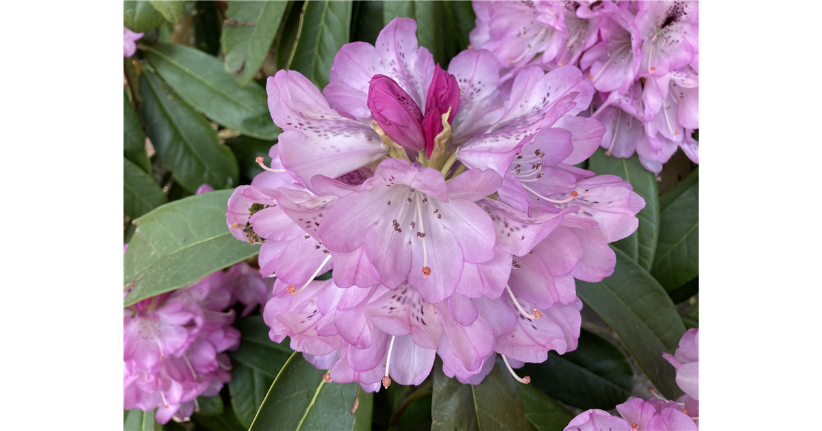 Rhododendron smirnowii 'Silberpfeil', Smirnows Rhododendron 'Silberpfeil' -  Park der Gaerten