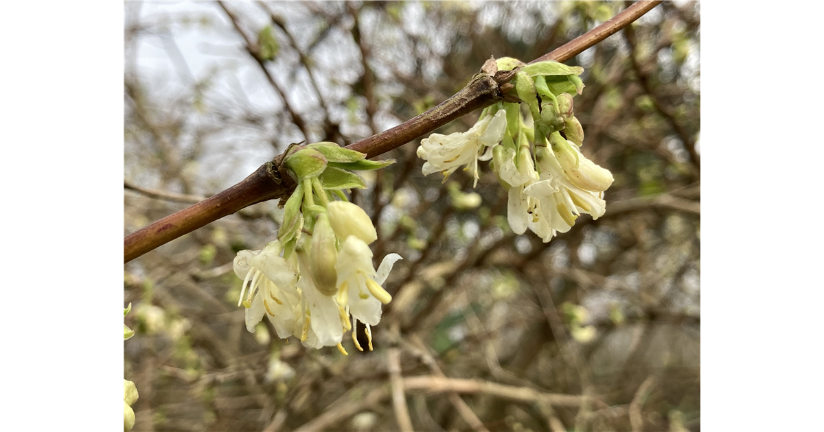 Lonicera fragrantissima, Wohlriechende Heckenkirsche - Park der Gaerten