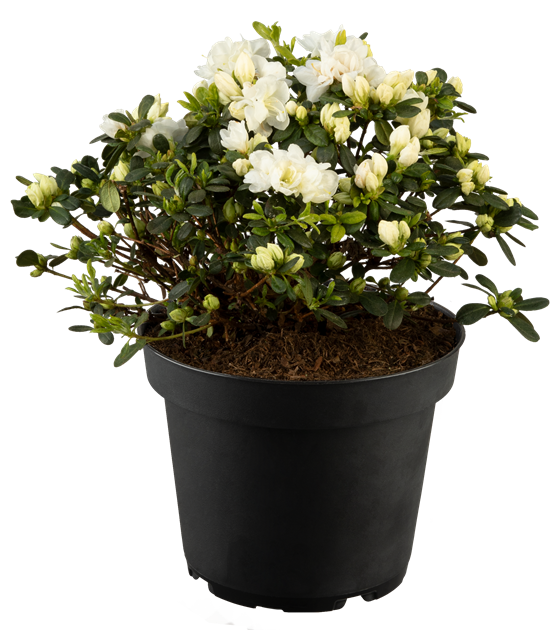 Rhododendron obtusum 'Fairy Dreams Inas Diamond', Japanische Azalee  'Fairy Dreams Inas Diamond' - Park der Gaerten