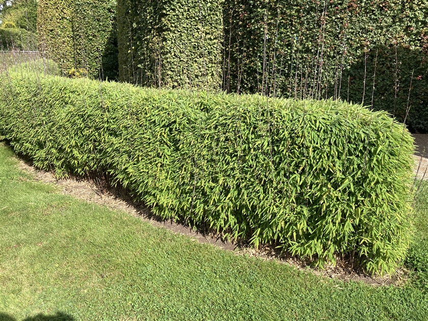 gummibaum mit blüten Gummibaum Ficus elastica Robusta Zimmerpflanze main image 1