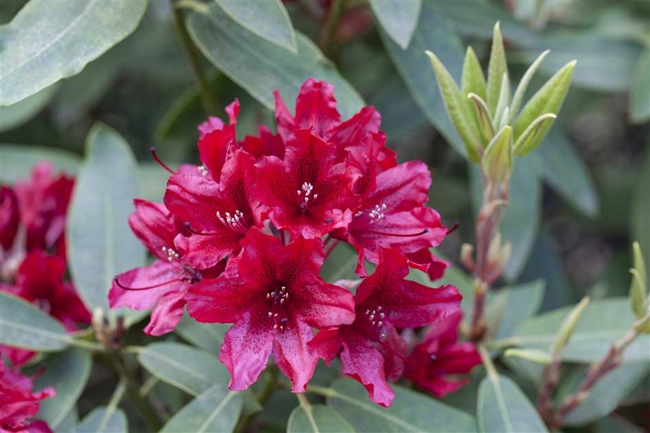 Rhododendron - Park der Gaerten