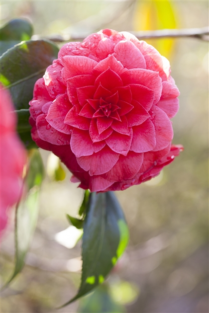 Camellia japonica Dr. Burnside, Kamelie - Park der Gaerten
