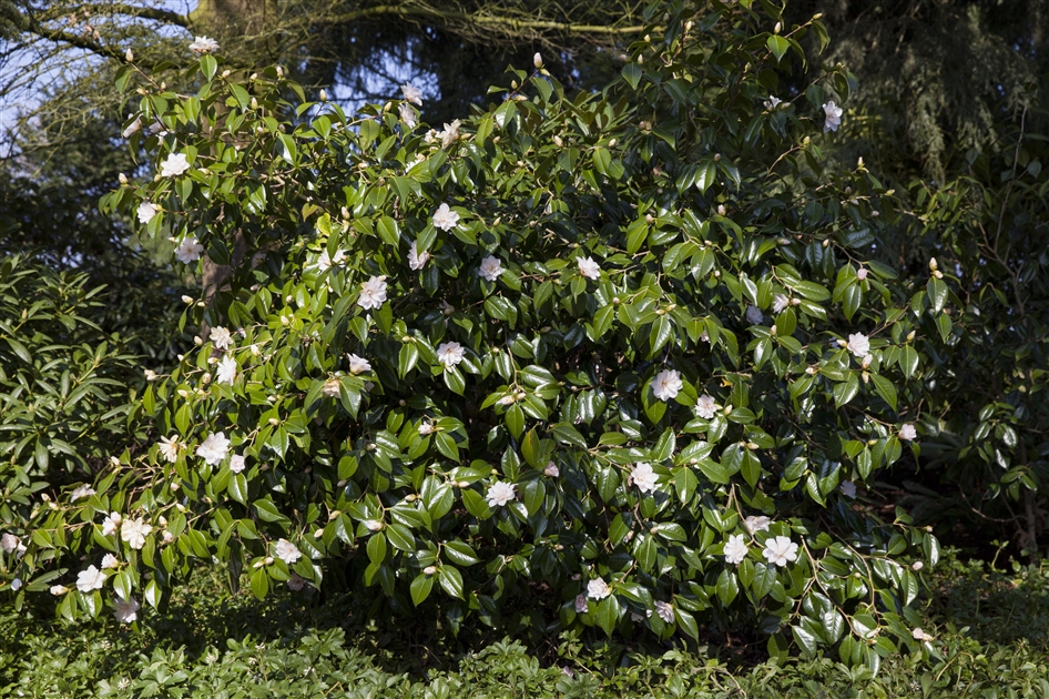 Camellia japonica Dr. Tinsley, Kamelie - Park der Gaerten