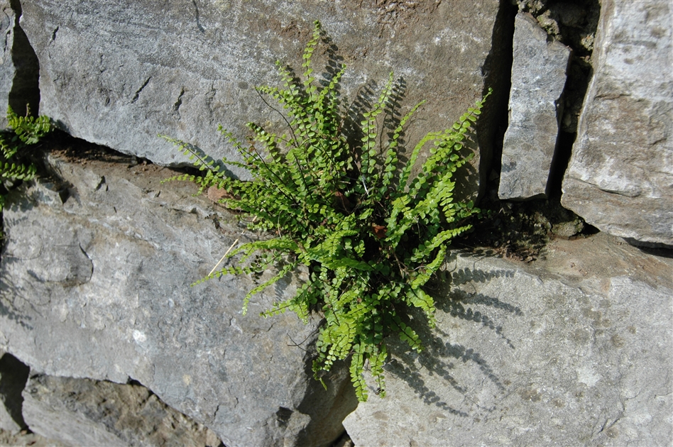 Asplenium trichomanes, Brauner Streifenfarn - Park der Gaerten