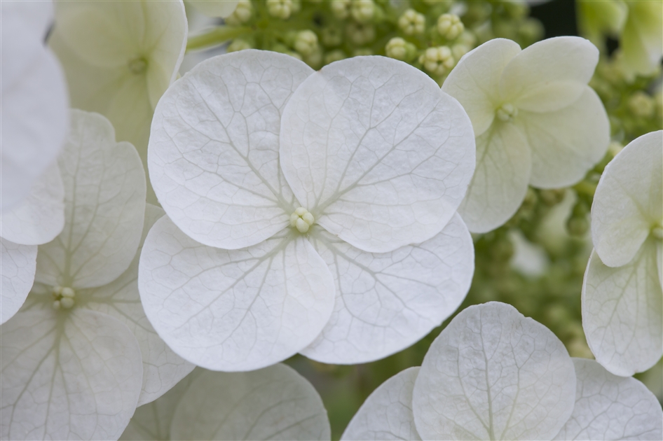 Hydrangea quercifolia Pee Wee Eichblatthortensie Park der Gaerten