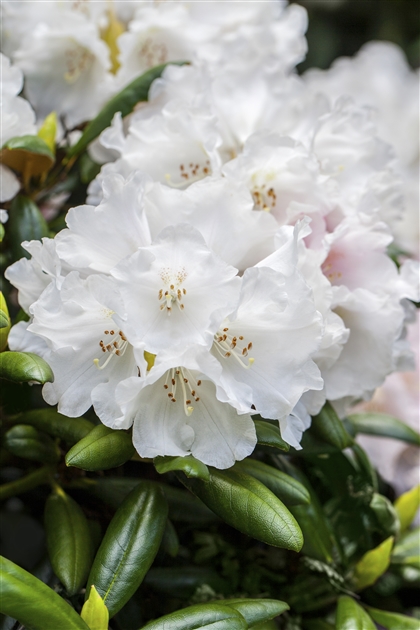 rhododendron madame masson Buy Rhododendron Madame Masson Online For Only 45  Plants2Gardens