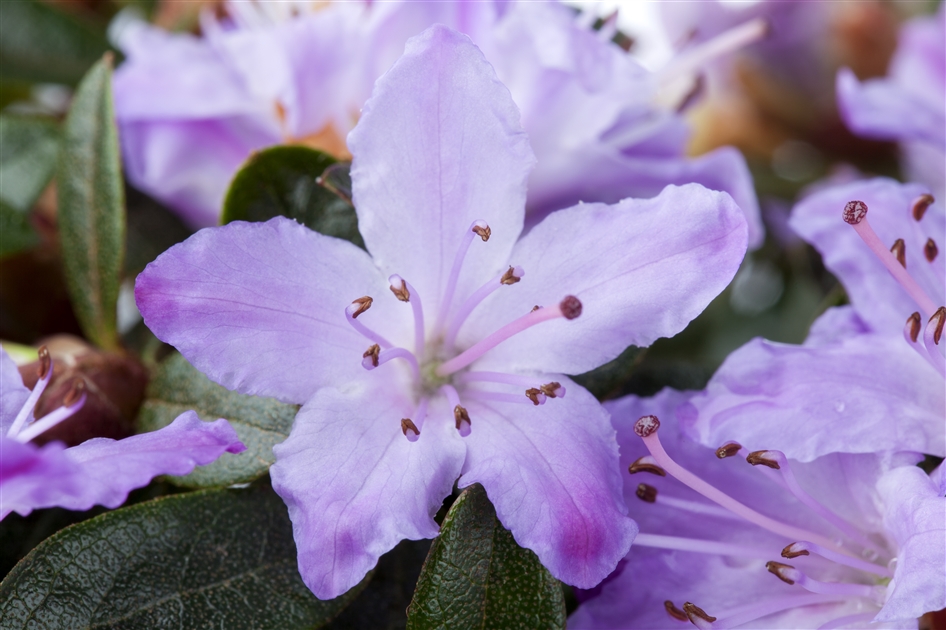 Rhododendron molle ssp. japonicum, Alpenrose - Park der Gaerten