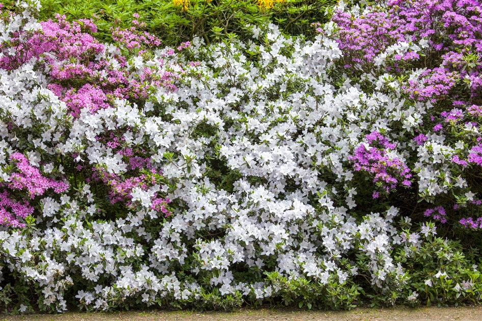 Rhododendron mucronatum, Alpenrose - Park der Gaerten