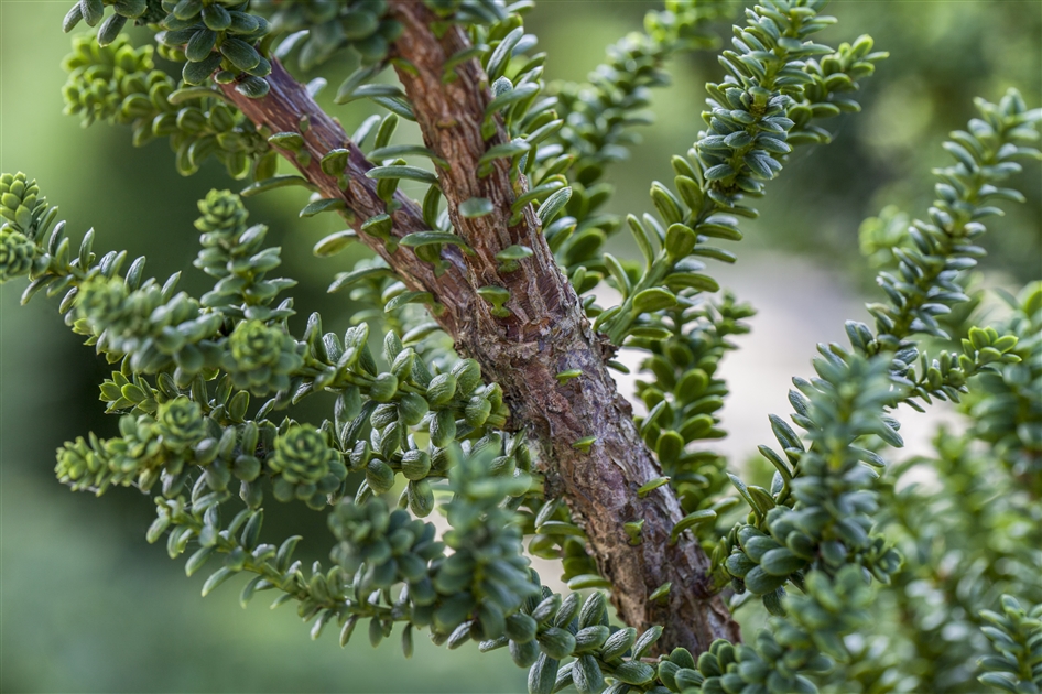 Taxus baccata Amersfoort, Europische Eibe - Park der Gaerten