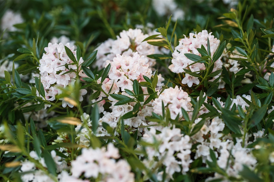 Rhododendron micranthum 'Bloombux Wei', Rhododendron 'Bloombux Wei' -  Park der Gaerten