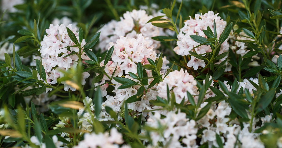 Rhododendron micranthum 'Bloombux Wei', Rhododendron 'Bloombux Wei' -  Park der Gaerten