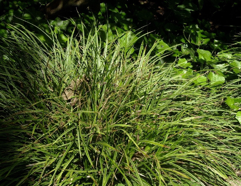 Carex morrowii Variegata, Japan-Segge, Japansegge - Park der Gaerten