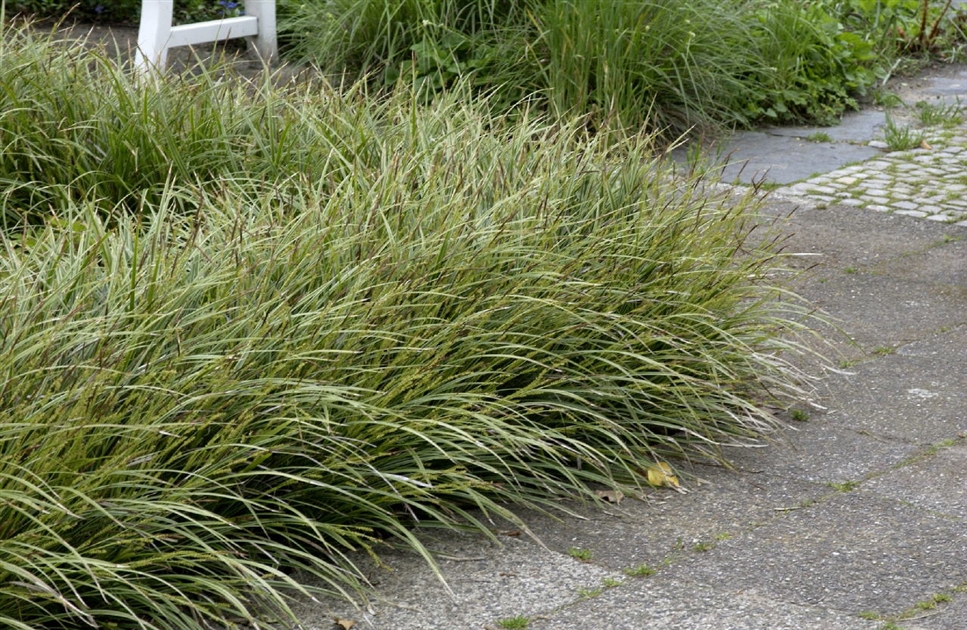 Carex morrowii Variegata, Japan-Segge, Japansegge - Park der Gaerten